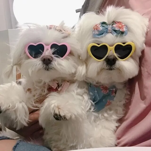 Lunettes de soleil en forme de cœur pour animaux de compagnie, jolies lunettes de soleil pour chiens et chats, nœuds perforés, nounours, décoration de poils d'animaux, accessoires photo – Image 3