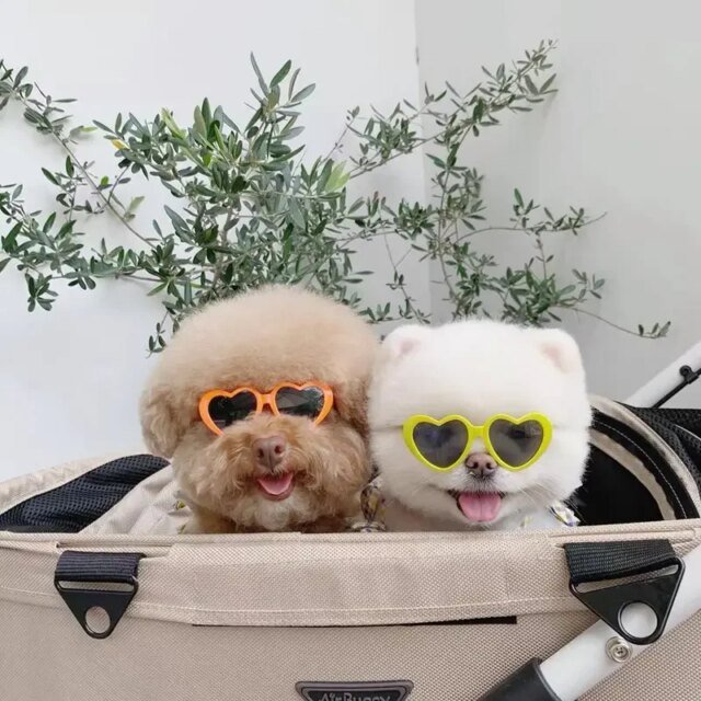 Lunettes de soleil en forme de cœur pour animaux de compagnie, jolies lunettes de soleil pour chiens et chats, nœuds perforés, nounours, décoration de poils d'animaux, accessoires photo – Image 4