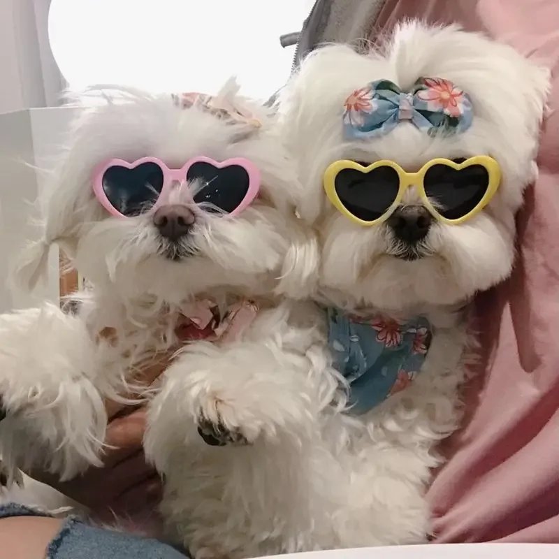 Lunettes de soleil en forme de cœur pour animaux de compagnie, jolies lunettes de soleil pour chiens et chats, nœuds perforés, nounours, décoration de poils d'animaux, accessoires photo