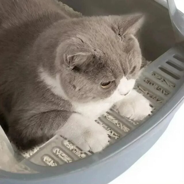Bac à Litière Ouvert pour Chat – Image 5