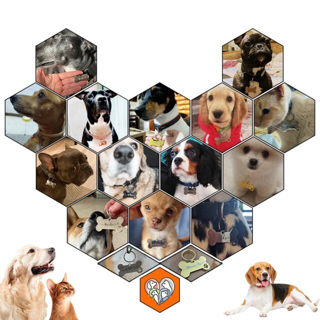 Plaque signalétique en acier brillant personnalisé pour chien | gravure gratuite, colliers anti-perte pour chat et chien | accessoires pour animaux de compagnie – Image 2