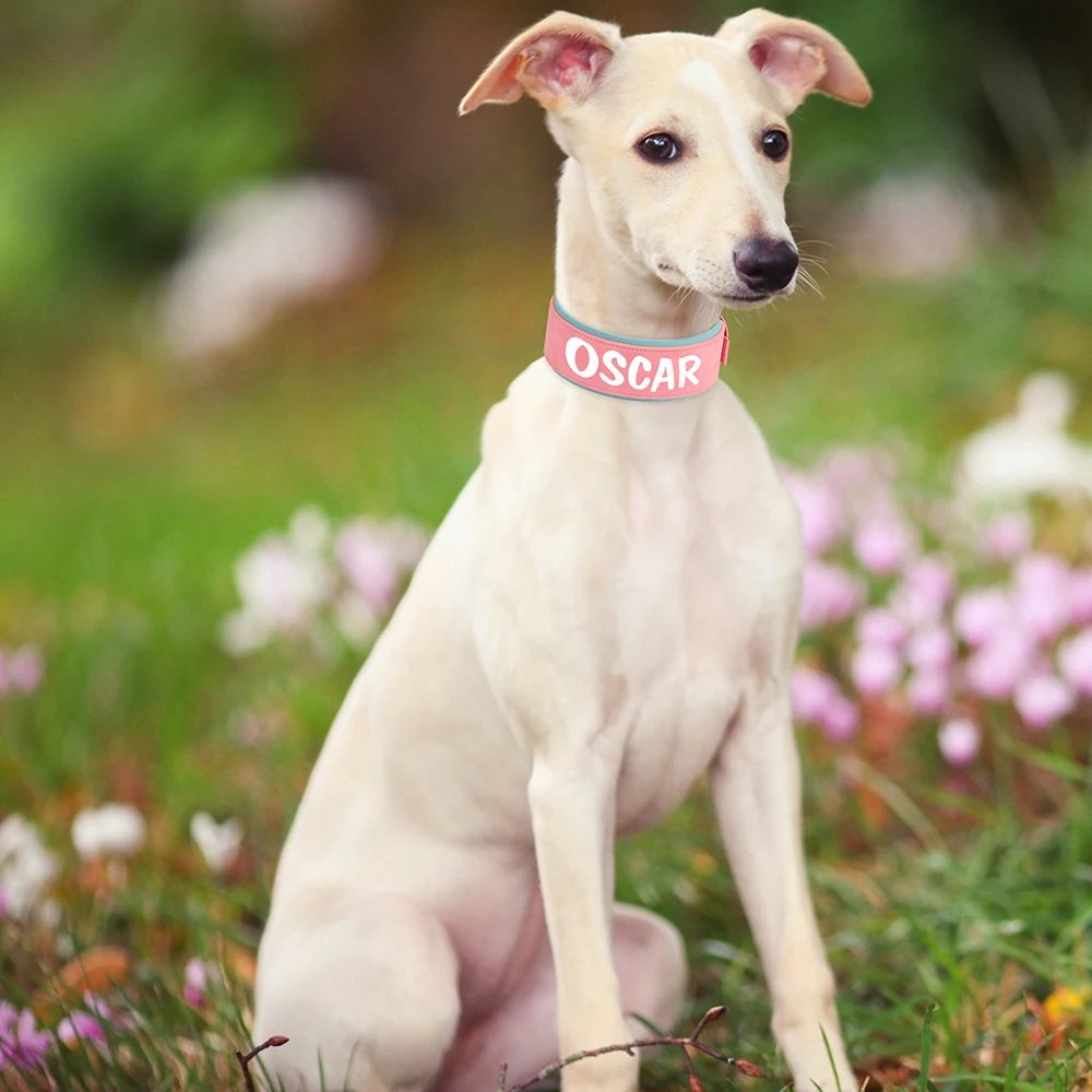 Collier en cuir PU personnalisé pour animaux de compagnie, collier de chien large, étiquette personnalisée, doux, petits chiens moyens et grands, Pitbull et Buldog