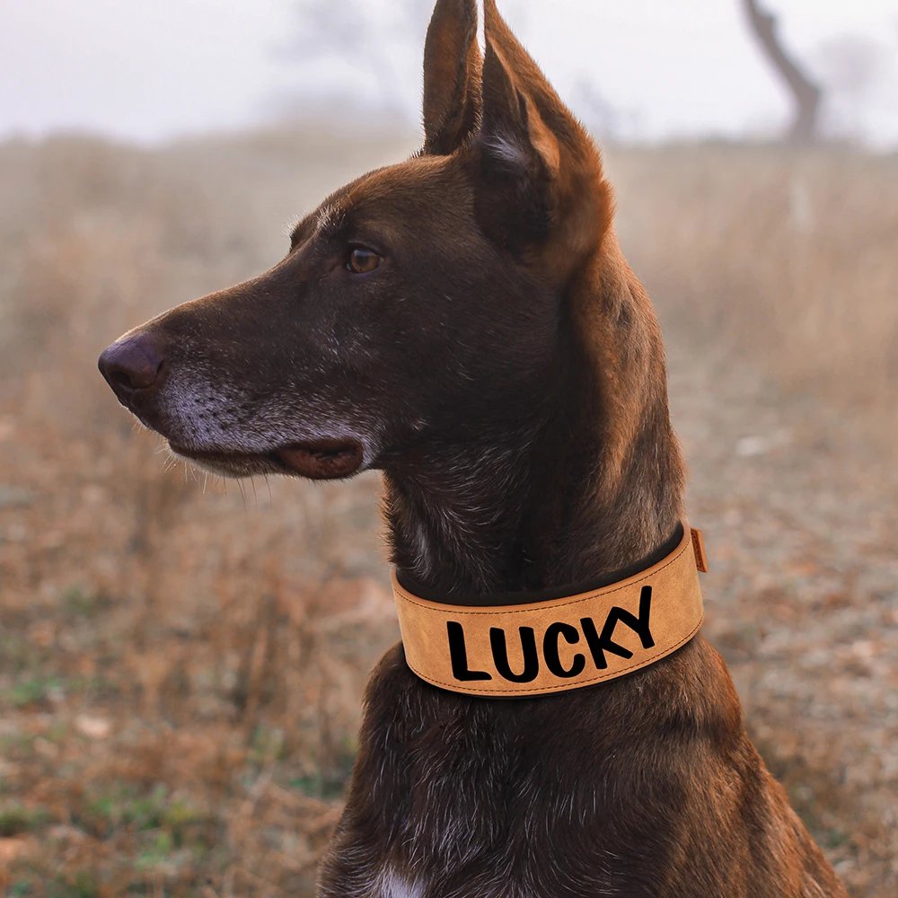 Collier en cuir PU personnalisé pour animaux de compagnie, collier de chien large, étiquette personnalisée, doux, petits chiens moyens et grands, Pitbull et Buldog