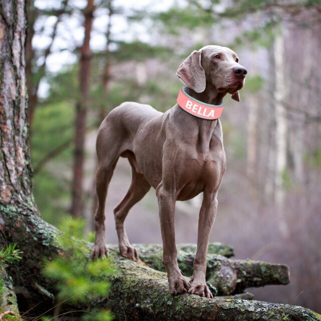 Collier en cuir PU personnalisé pour animaux de compagnie | collier de chien large – Image 4