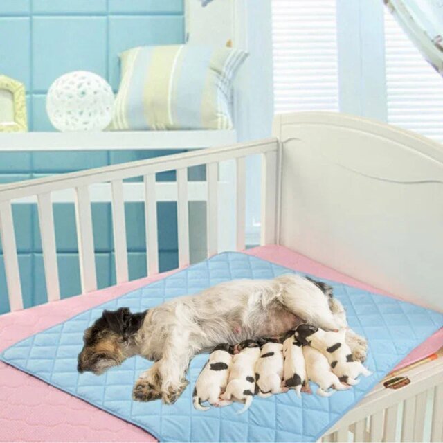 Couche-culotte réutilisable pour animaux de compagnie | grande taille coussinets pour animaux de compagnie