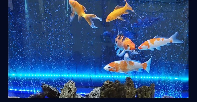 Lampe à bulles d'air LED pour aquarium, lampe sous-marine SubSN, lumière de poisson précieuse, document proxy, oxygène exécutif pour poisson précieux