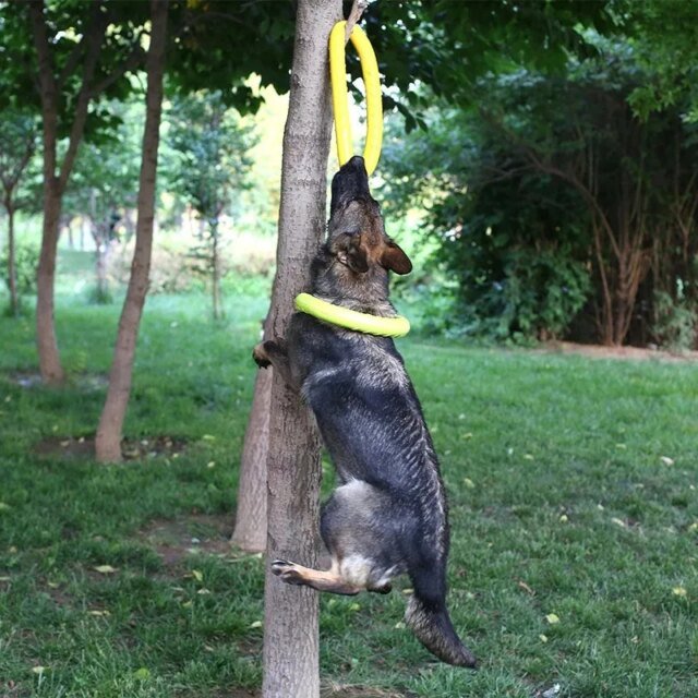 Anneau d'entraînement pour chien｜jouet coule extérieur – Image 5