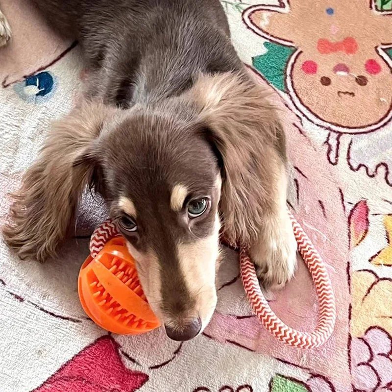 Ikfor-Jouets Interactifs pour Chiens de Compagnie, Corde Soucieuse en Caoutchouc, Fuite, Petits et Moyens Chiens, ChFukBite Degré, Livres de Dents pour Animaux de Compagnie