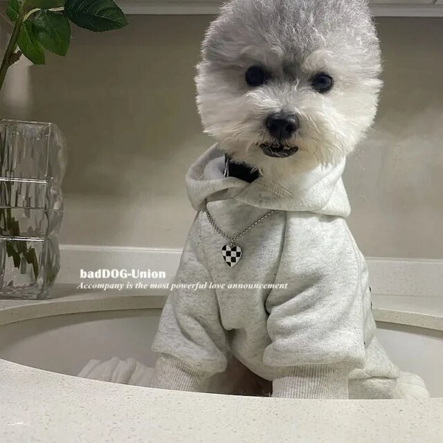 Sweat à capuche en coton imprimé lettre pour animaux de compagnie | vêtements pour chiens |  mode printemps et automne – Image 3