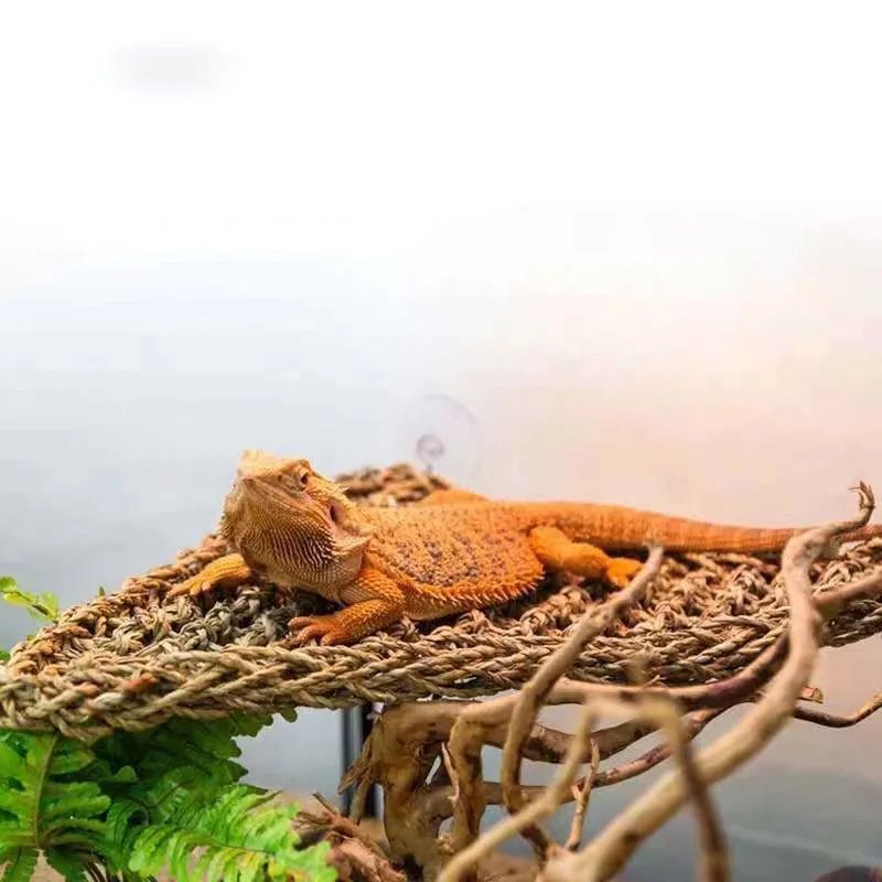 Hamac Dragon barbu pour reptiles, chaise longue pour caméléon, lézards, serpent Gecko, coussin Lguana, balançoire de lit pour animaux de compagnie Hamac Dragon barbu pour reptiles, chaise longue pour caméléon, lézards, serpent Gecko, coussin Lguana, balançoire de lit pour animaux de compagnie