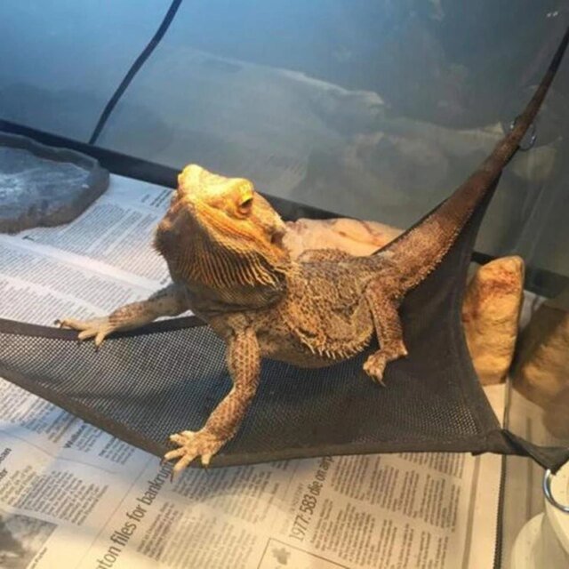 Hamac pour reptiles – Image 4
