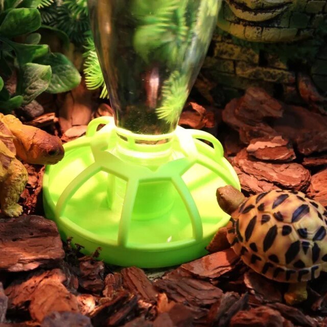 Distributeur d'eau pour reptiles | mangeoire à lézards