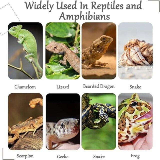 Feuilles en plastique flexibles suspendues pour les plantes reptiles – Image 6